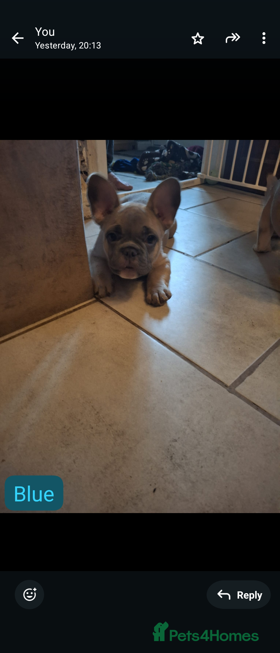 French Bulldog dogs for sale: Full vaccination only 2 available french bulldog in Hayes - Image 27