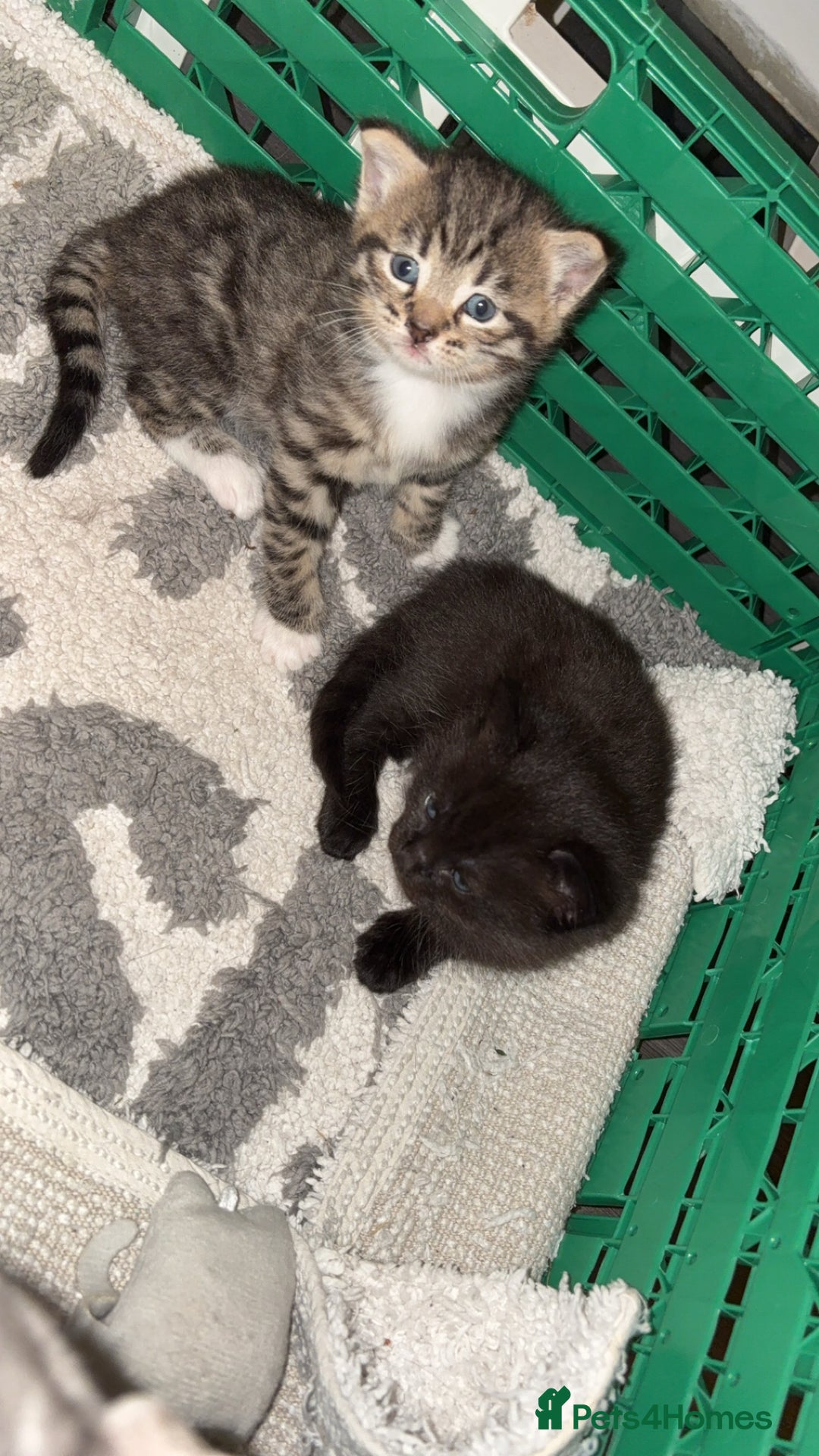 Domestic Shorthair cats for sale: 2 beautiful kittens for sale  - Image 2
