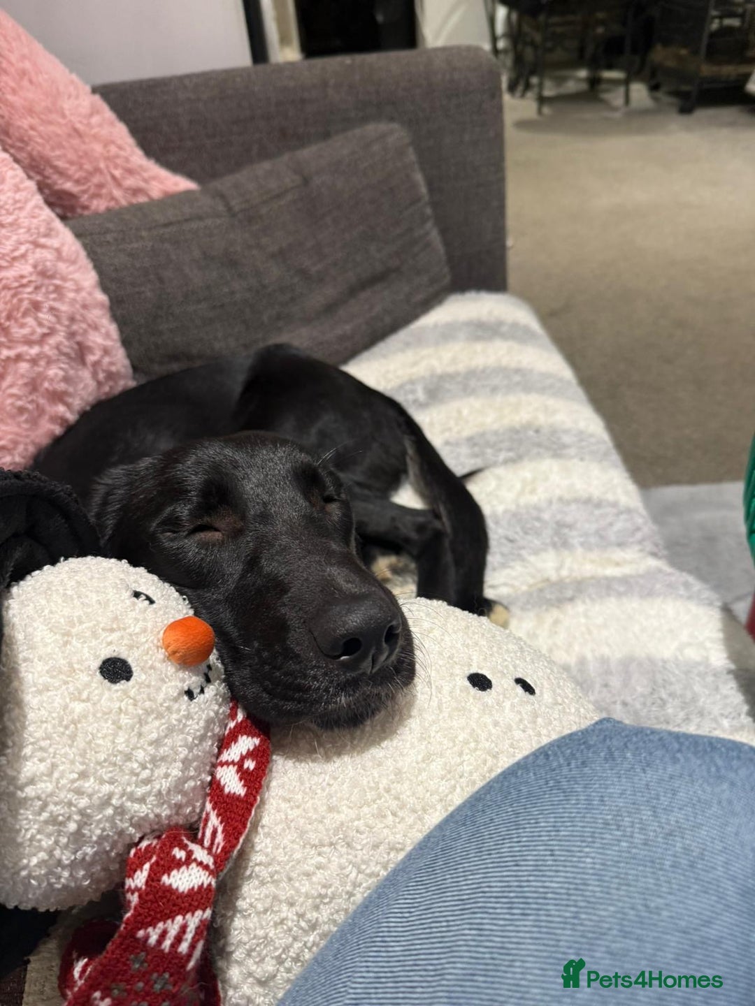 Mixed Breed dogs for adoption: Lovely lily is ready for her forever home - Advert 5