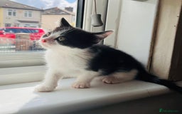 Mixed Breed cats for sale: Two beautiful kitten ready to go now - Image 7