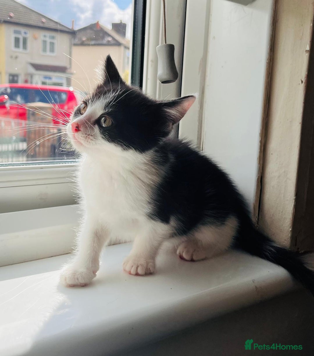 Mixed Breed cats for sale: Two beautiful kitten ready to go now - Image 7
