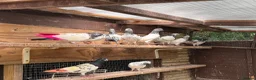 Pigeons birds for sale: Pakistani high flyers for sale  - Advert 10