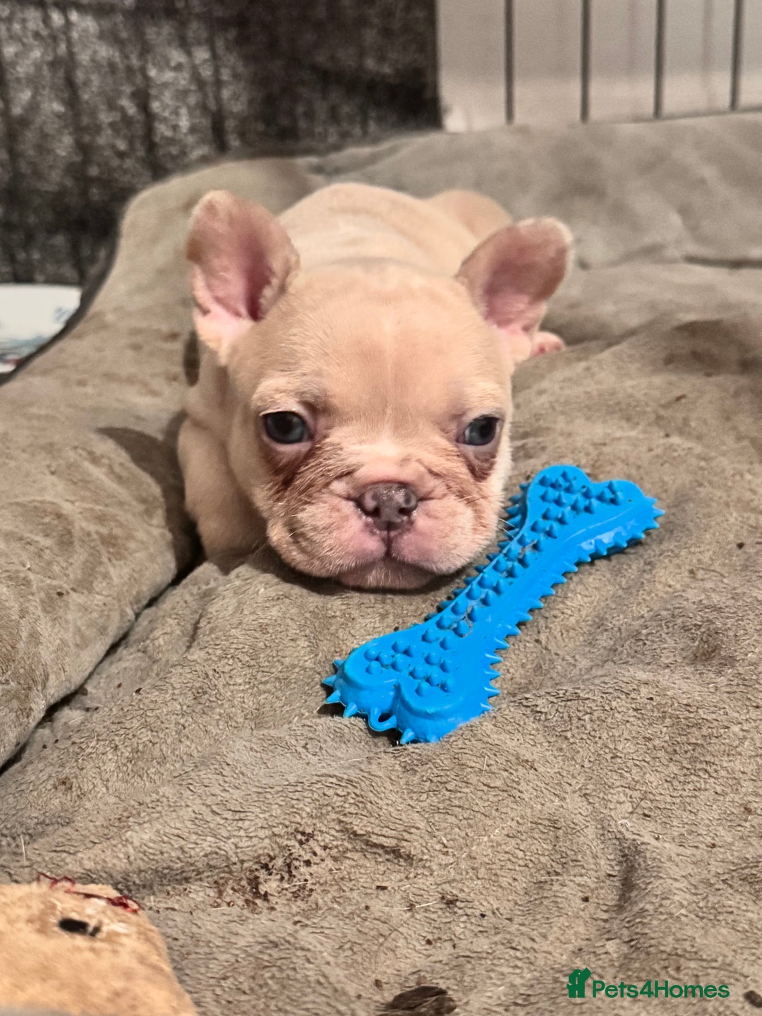French Bulldog dogs for sale: 2 beautiful Frenchie puppies  - Advert 13