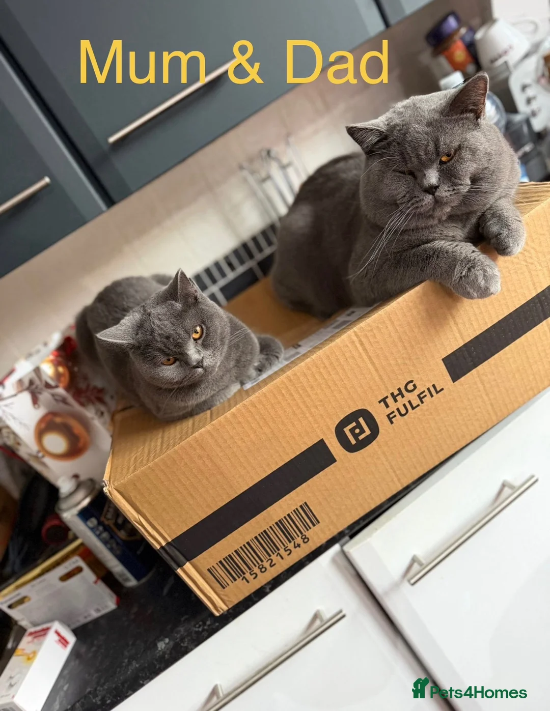 British Shorthair cats for sale: Beautiful British shorthair  in Nuneaton - Advert 2