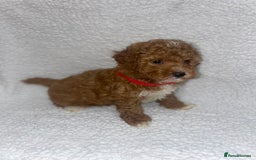 Toy Poodle dogs for sale: Toy poodles  - Image 6