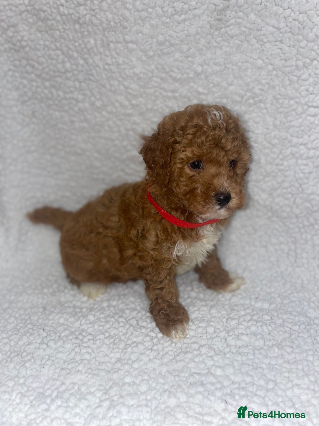 Toy Poodle dogs for sale: Toy poodles  - Image 6