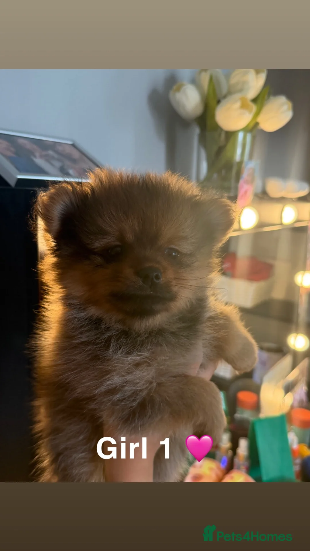 Pomeranian dogs for sale: 3 Beautiful Pom Pups 🩷🩵 - Advert 2