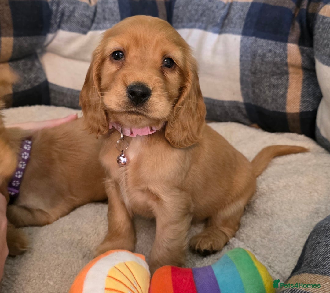 Cocker Spaniel dogs for sale: * KC Registered show type cockers * - Image 9