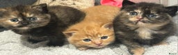British Longhair cats for sale: Female kitten ready to go 💗  - Advert 3