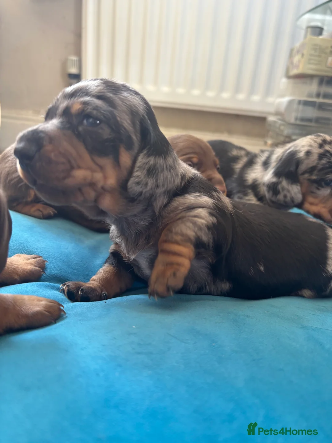 Miniature Dachshund dogs for sale: 4 Gorgeous Miniature Dachshund puppies - Advert 2