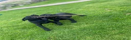 Labrador Retriever dogs for sale: Labrador pups  - Advert 8