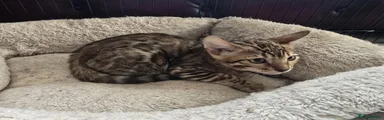 Bengal Kitten 2