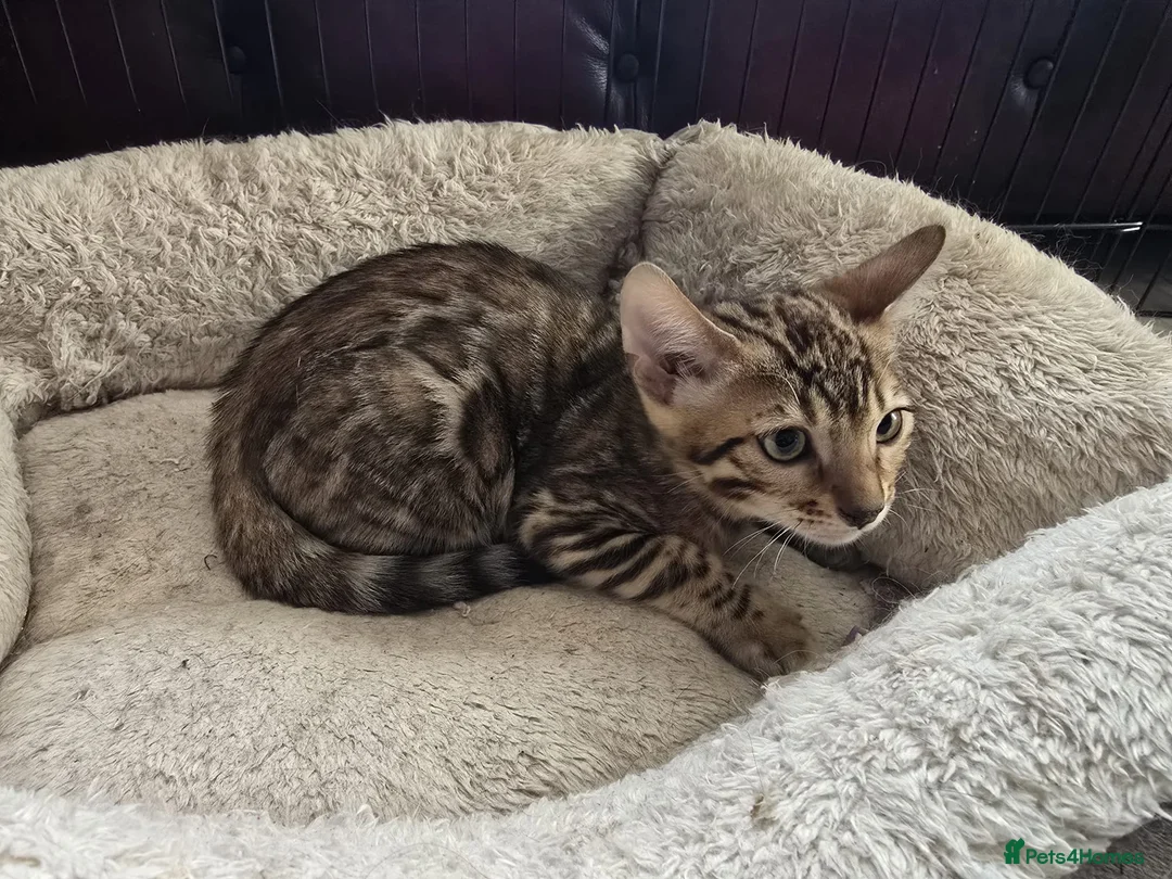 Bengal cats for sale: 2 Lovely TICA registered Bengal Kittens - Advert 14