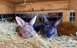 Rex rabbits for sale: Mini Rex’s  - Image 2