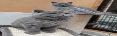 British Shorthair Kitten 1