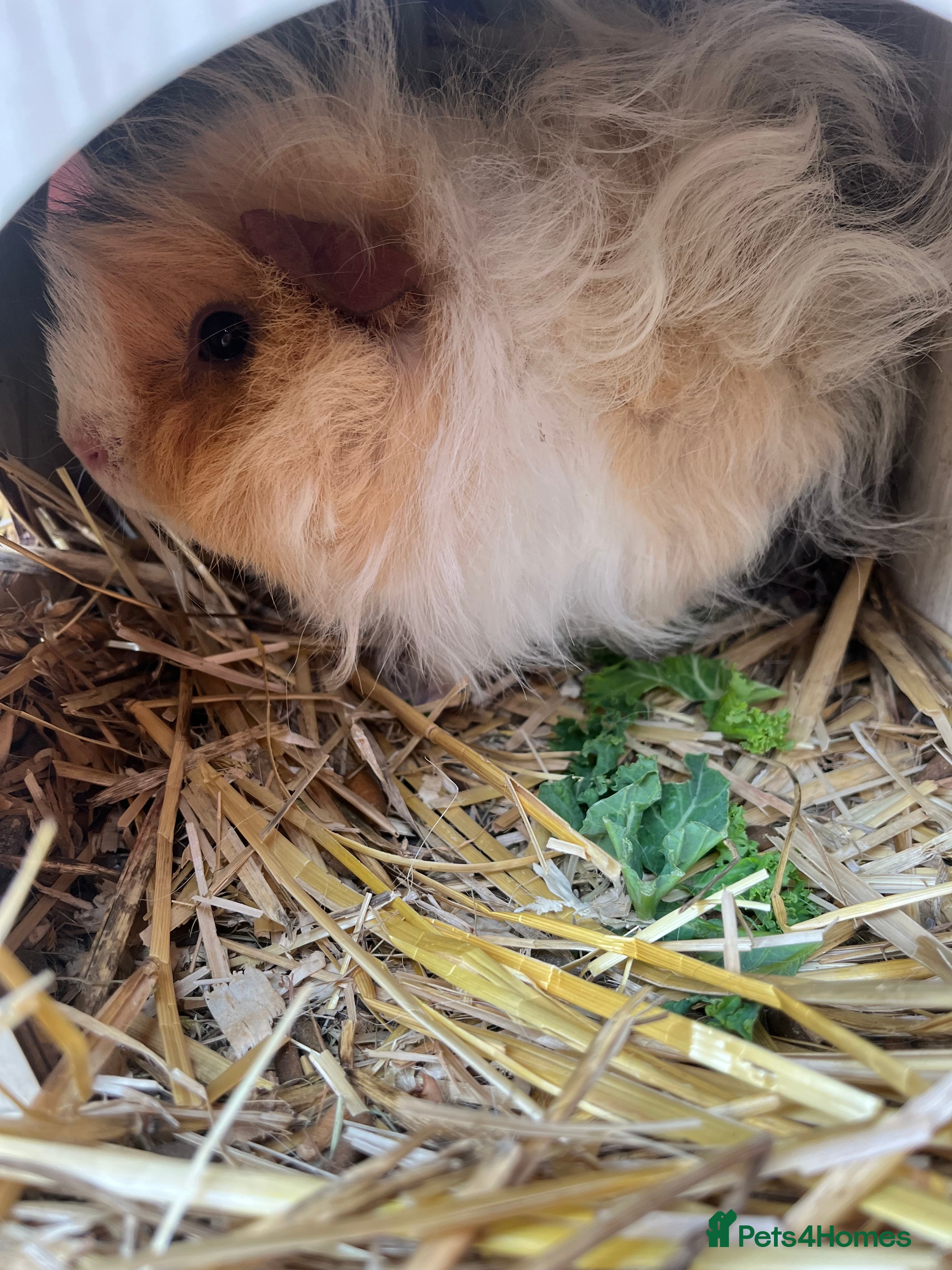 Guinea Pig rodents X 2 sow guinea pigs looking for homes  - Advert 3