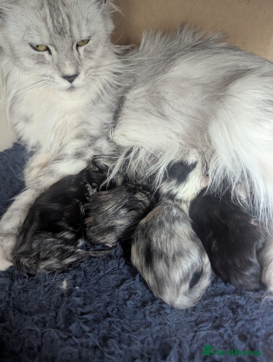 Maine Coon cats for sale: Beautiful Pedigree Maine Coon kittens  - Advert 15
