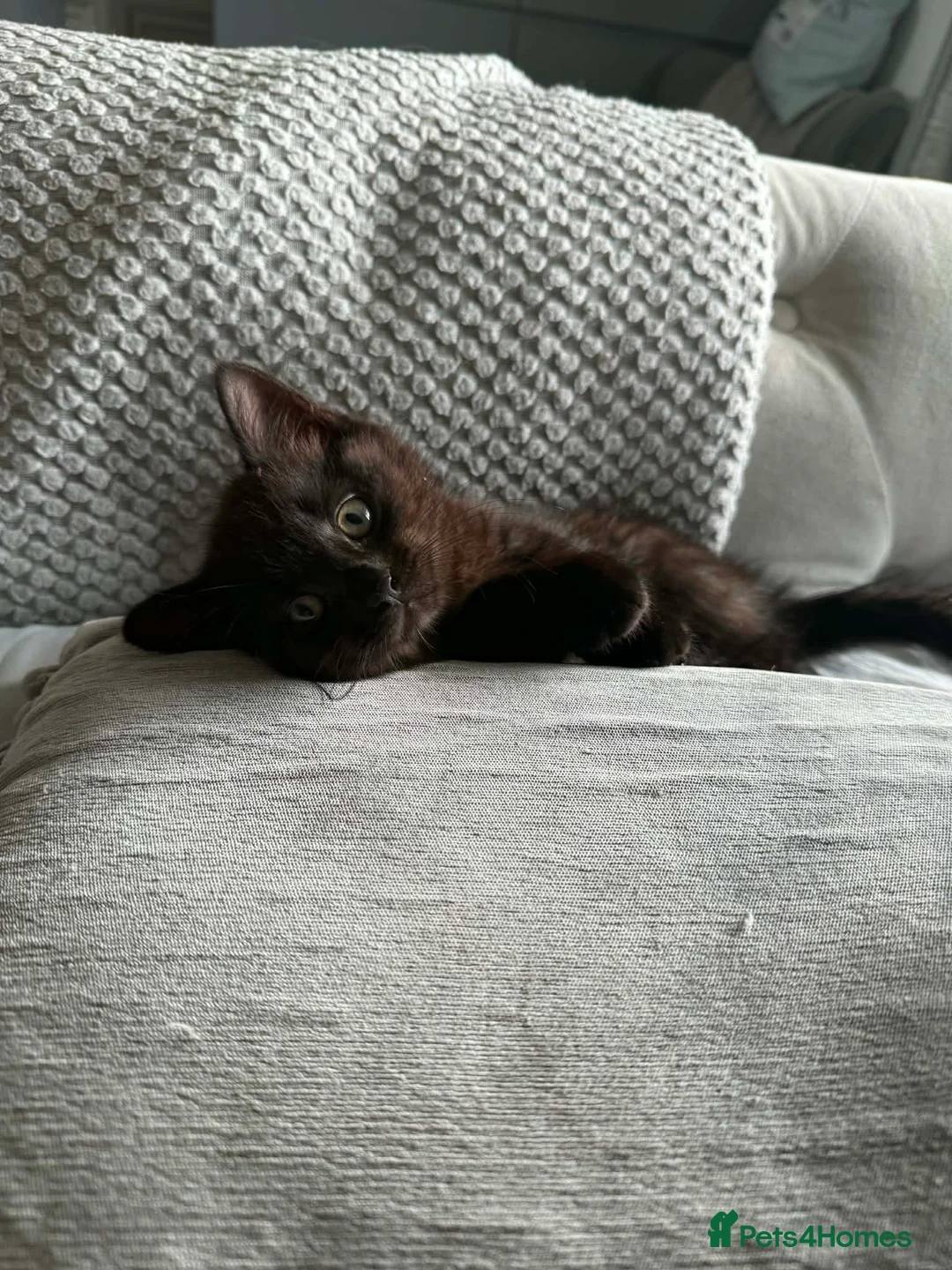 Mixed Breed cats for sale: Beautiful little boy still available  - Advert 6