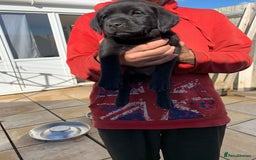 Labrador Retriever dogs for sale: Stunning last pedigree lab pup for sale kc reg  - Image 4