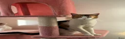 British Shorthair cats for sale: Beautiful Calico Female Cat Vaccinated  - Advert 9