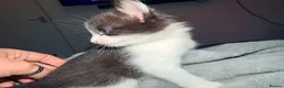 Mixed Breed cats for sale: Short haired female - Advert 12