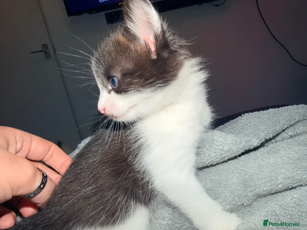 Mixed Breed cats for sale: Short haired female - Advert 12