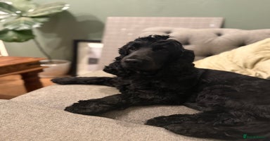 Cocker Spaniel dogs - Advert 3