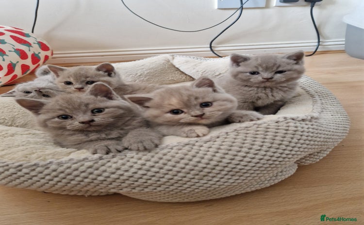 British Shorthair cats - Advert 6