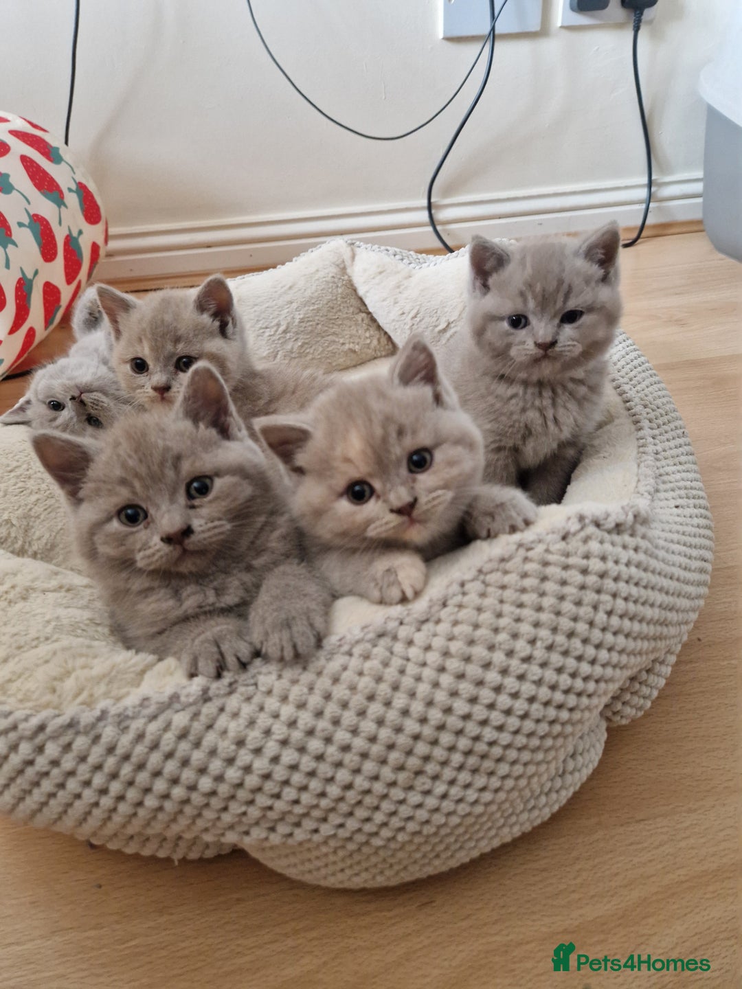 British Shorthair cats for sale: British Shorthair Kittens  - Image 1