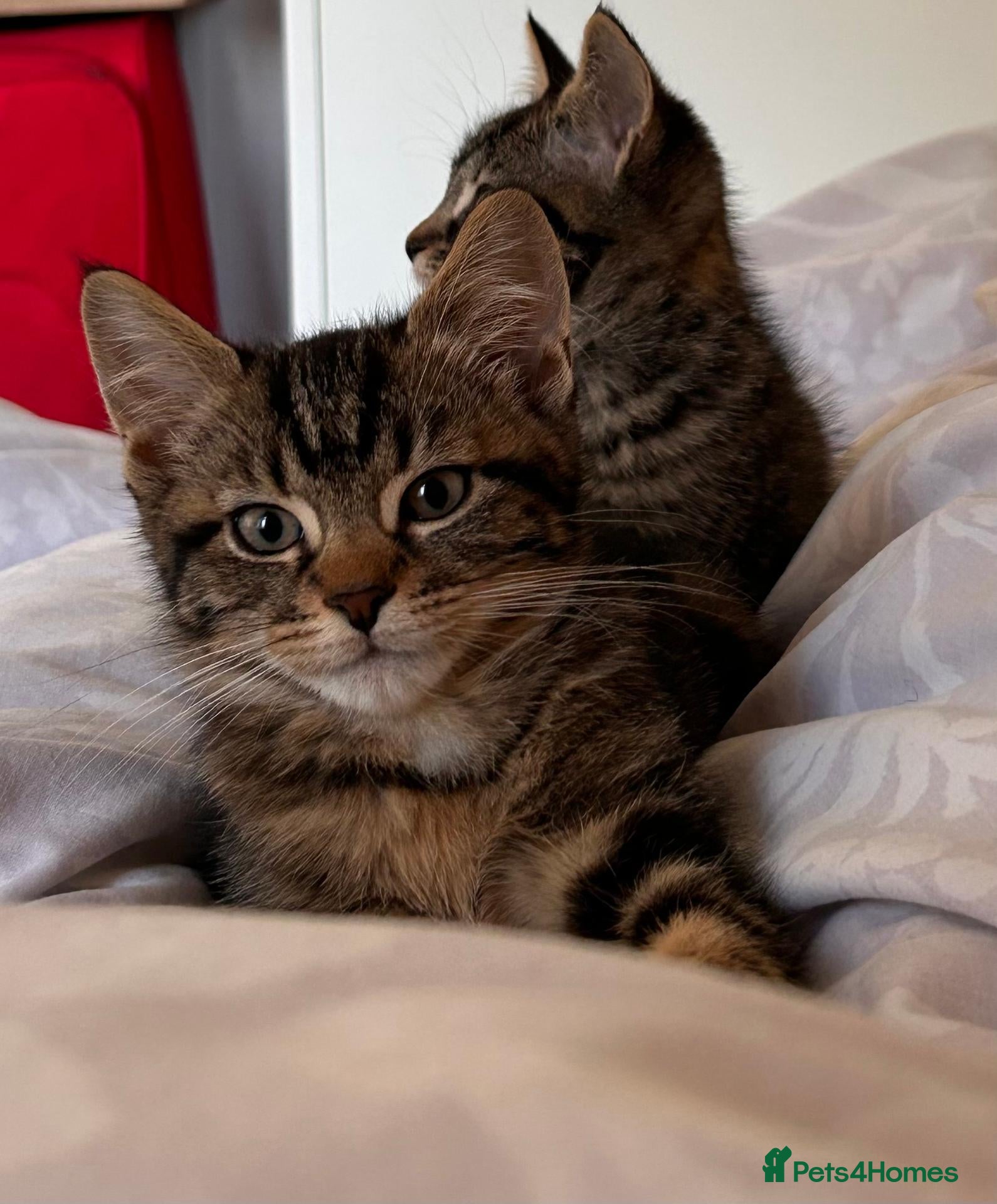 Mixed Breed cats for sale: Two Beautiful Tabby Kittens for sale - Advert 1