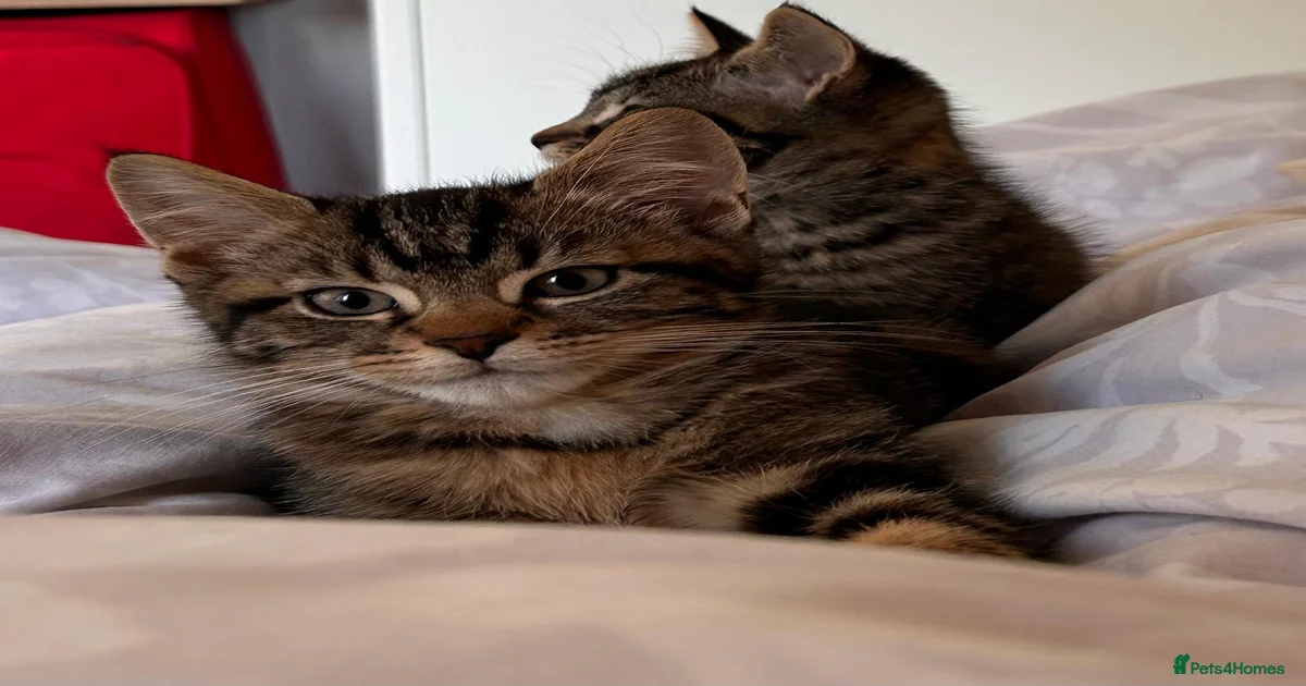 Two Beautiful Tabby Kittens for sale for sale in Richmond | Pets4Homes