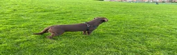 Labrador Retriever dogs for stud: Beautiful Chocolate Lab for stud in Flint - Advert 2
