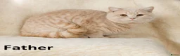 British Shorthair cats for sale: PURE BREED BOY - Advert 5