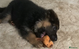 German Shepherd dogs for sale: KC Registered Pedigree German Shepherd Puppies - Image 8