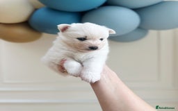 Pomsky dogs for sale: Blue-Eyed Pomskies Seeking Their Forever Homes 💫 - Image 10