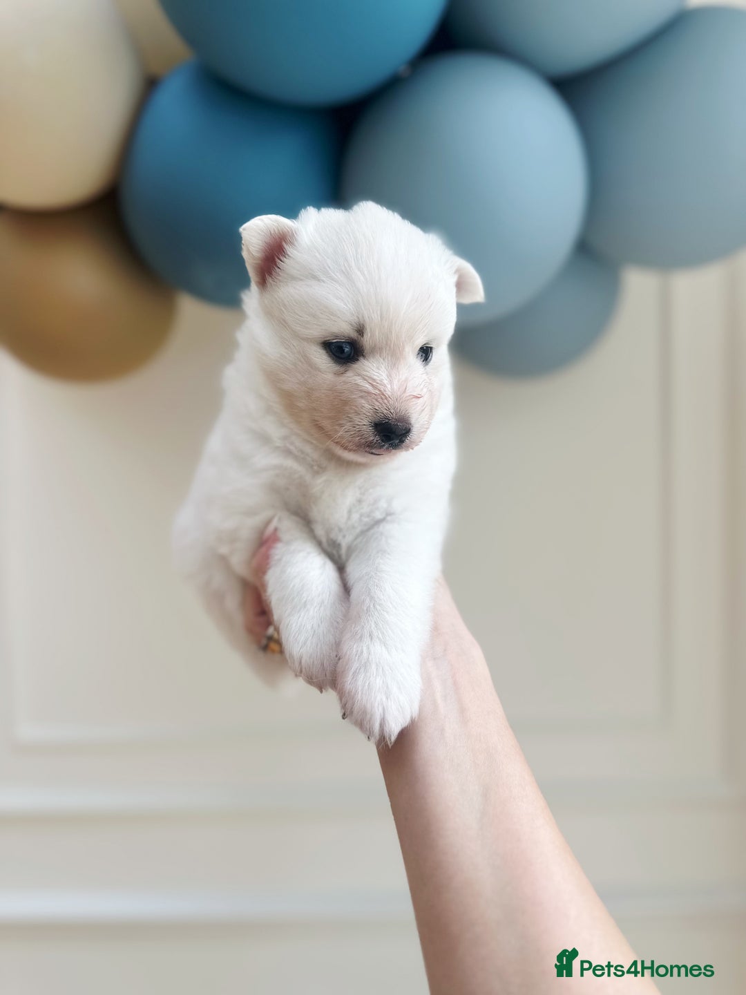 Pomsky dogs for sale: Blue-Eyed Pomskies Seeking Their Forever Homes 💫 - Image 10
