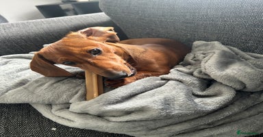 Dachshund dogs - Advert 15