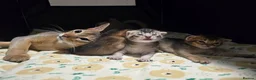 Abyssinian cats for sale: Stunning Kittens – Not to Miss - Advert 7