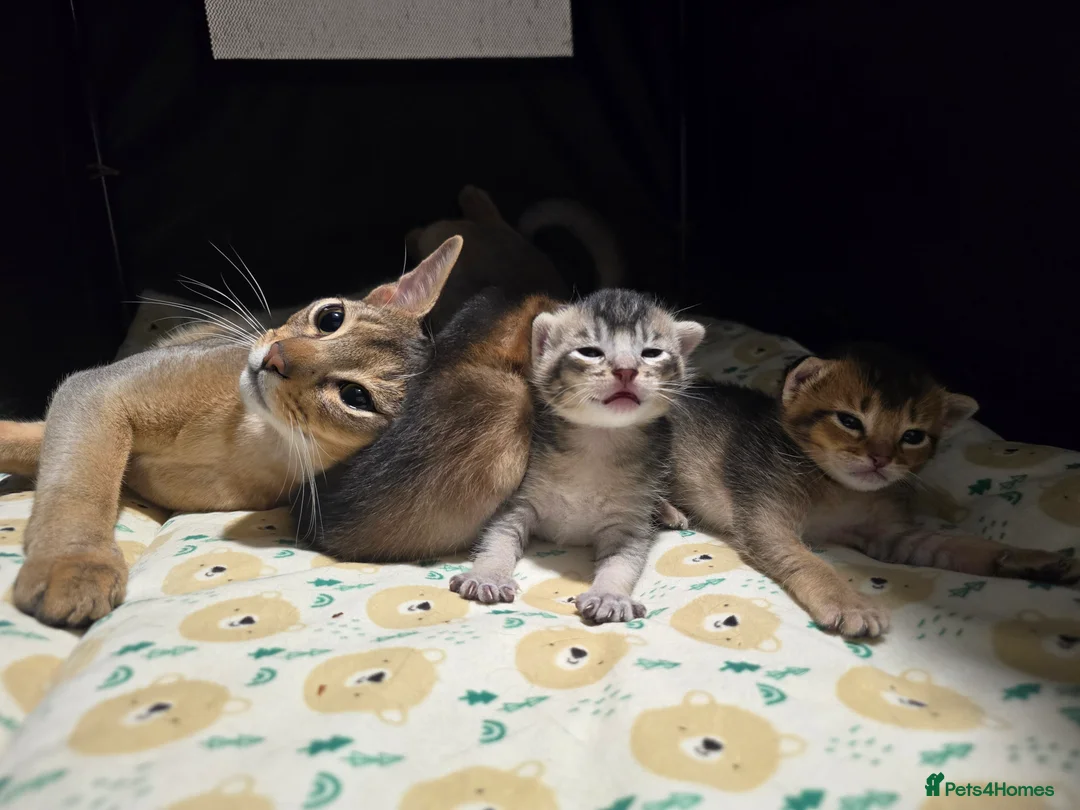 Abyssinian cats for sale: Stunning Kittens – Not to Miss - Advert 7