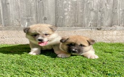 Akita dogs for sale: American Akita Puppys for sale  - Image 5