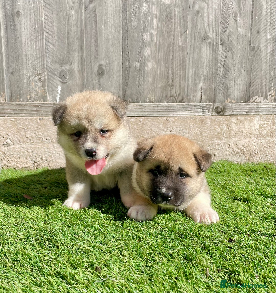 Akita dogs for sale: American Akita Puppys for sale  - Image 5