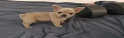 French Bulldog dogs for sale: reduced  French Bulldog puppies  - Advert 2