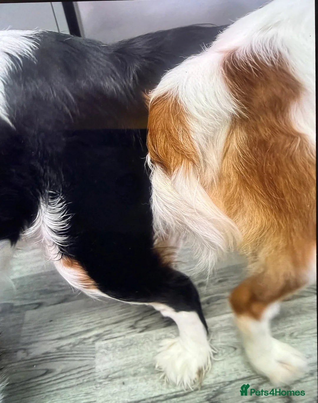 Cavalier King Charles Spaniel dogs for stud: Stud my boy  in Dereham - Advert 4