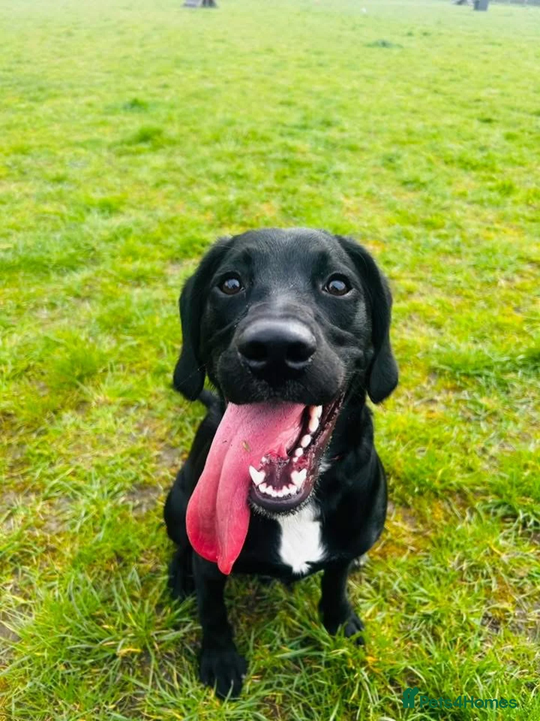 Springador dogs for sale:  Milo 🐾 8 months old  in ELY - Advert 1