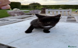 British Shorthair cats for sale: Adorable kittens looking for home  - Image 6