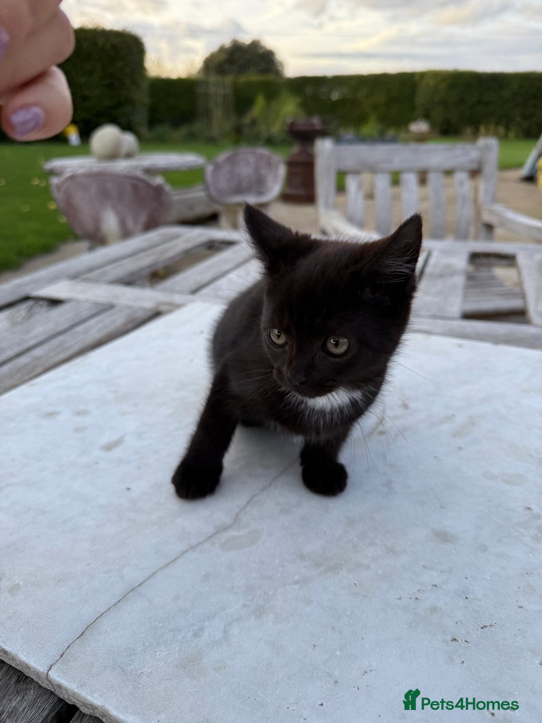 British Shorthair cats for sale: Adorable kittens looking for home  - Image 6