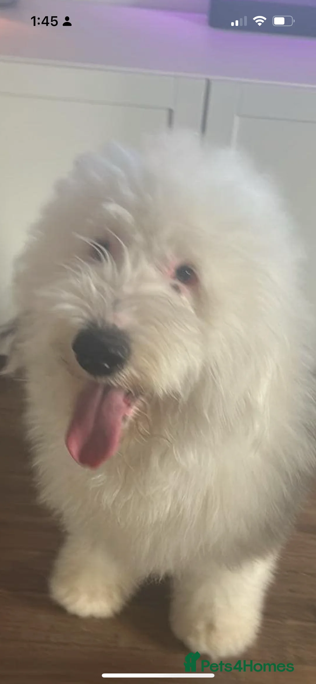 Old English Sheepdog dogs for stud: Proven Old English sheep dog for stud in Middlesbrough - Advert 5