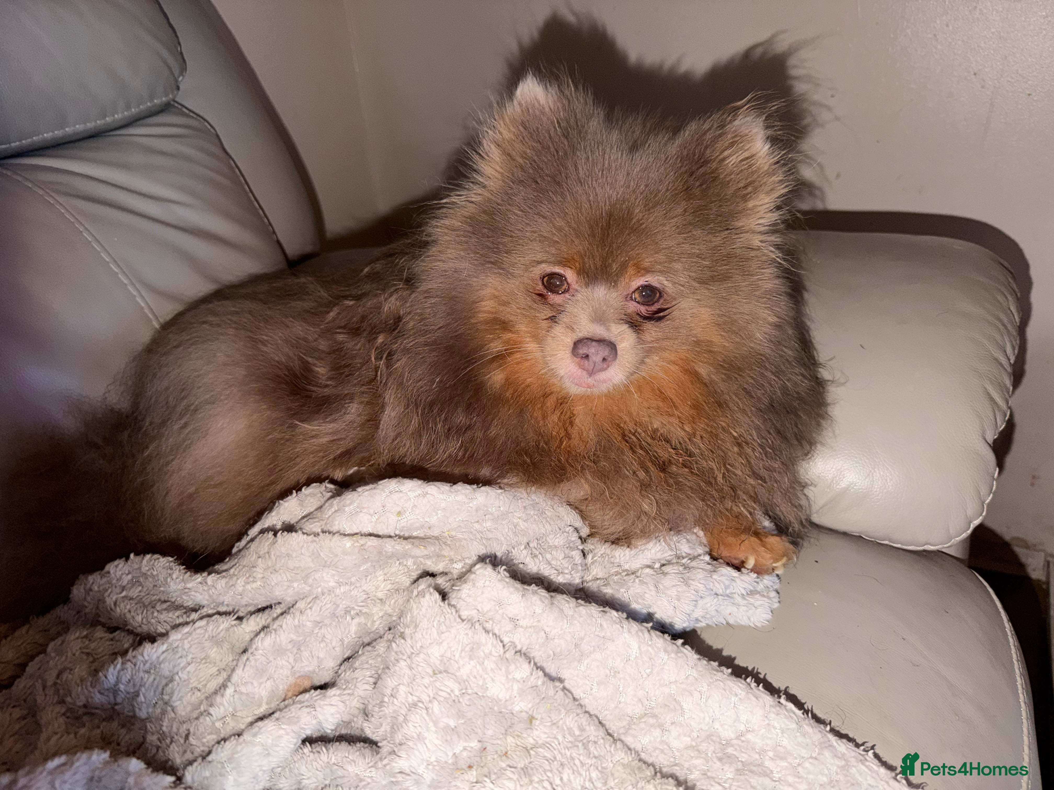 Pomeranian dogs Stunning fluffy Pomeranian pups lilac and tan  - Advert 1