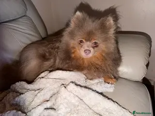 Pomeranian dogs Stunning fluffy Pomeranian pups lilac and tan - Advert 3