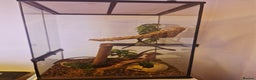 Gecko reptiles for sale: 6 Year Old Female Crested Gecko + Full Terranium - Advert 3